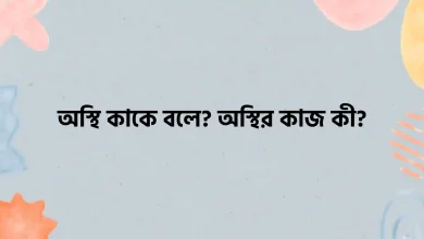 অস্থি কাকে বলে? অস্থির কাজ কী?